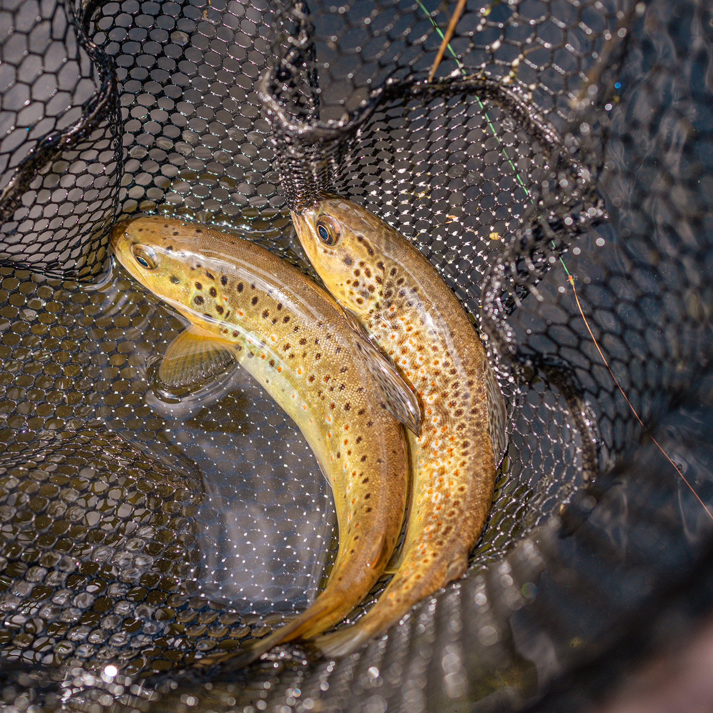 Pesca2